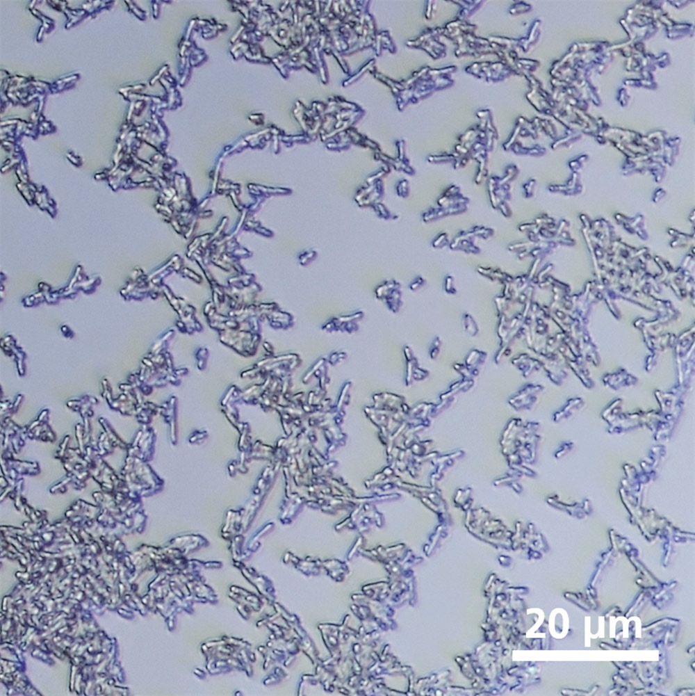 Fig. 1: Light microscopic image of E.coli bacteria on glass.
