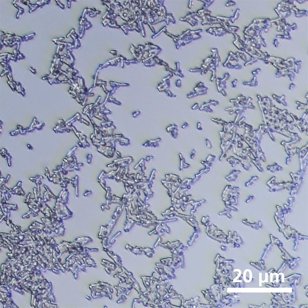 Fig. 1: Light microscopic image of E.coli bacteria on glass. Fig. 1: Light microscopic image of E.coli bacteria on glass.