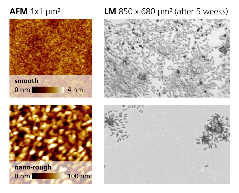 Fig. 3: Topography of a smooth and nano-rough surface and light microscopic images of the sample after 5 weeks in water contaminated with bacteria.