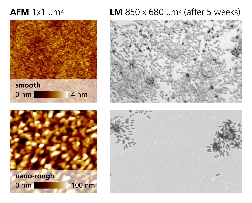 Fig. 3: Topography of a smooth and nano-rough surface and light microscopic images of the sample after 5 weeks in water contaminated with bacteria. Fig. 3: Topography of a smooth and nano-rough surface and light microscopic images of the sample after 5 weeks in water contaminated with bacteria.